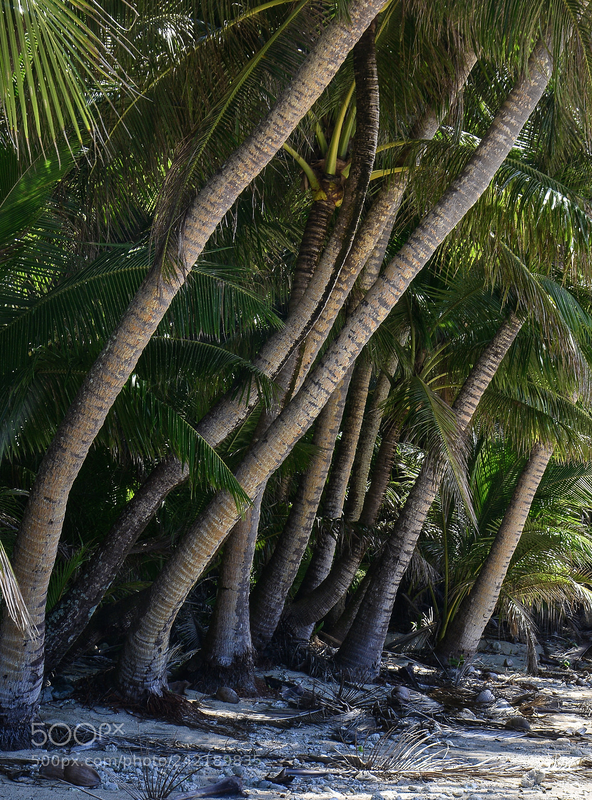 Nikon D7100 sample photo. Coconut palms, abong beach photography