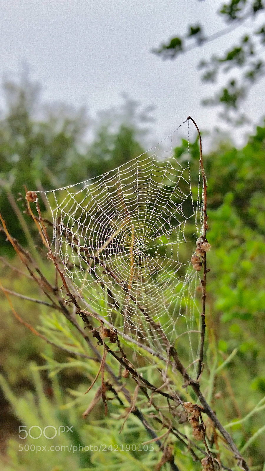 Samsung Galaxy S5 sample photo. Image photography