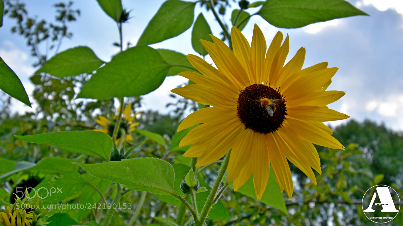 Nikon D5200 sample photo. Sunflower photography