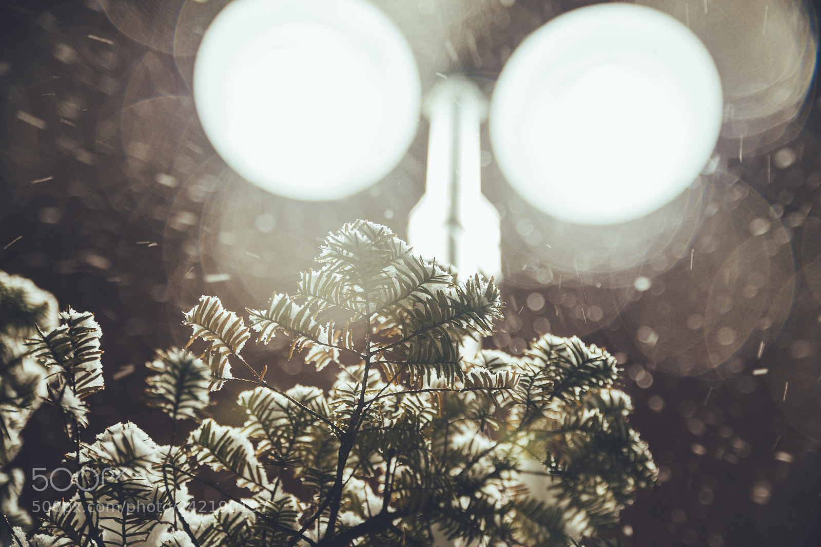 Nikon D4 sample photo. Snow photography