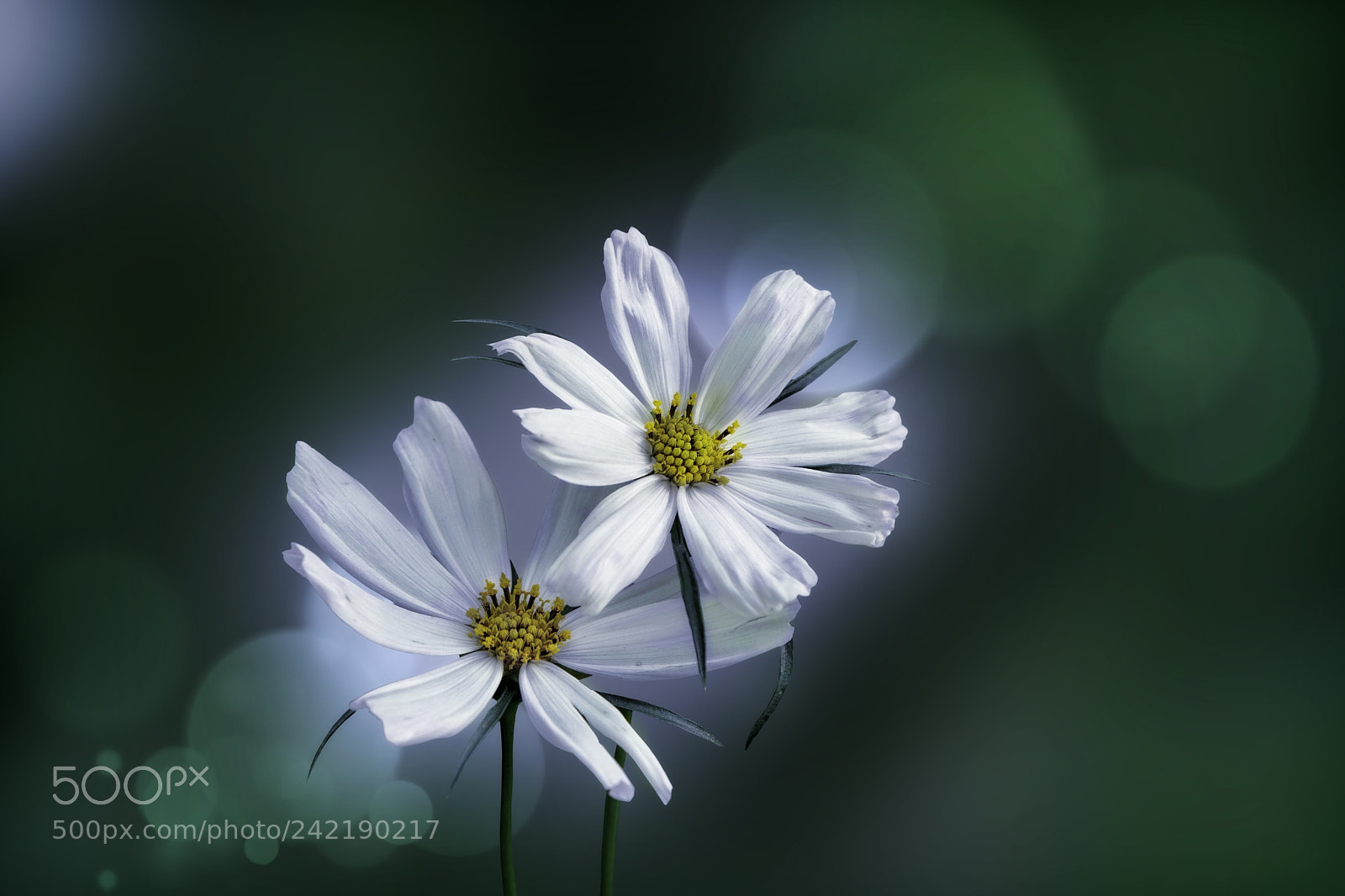 Sony a6300 sample photo. Cosmea photography