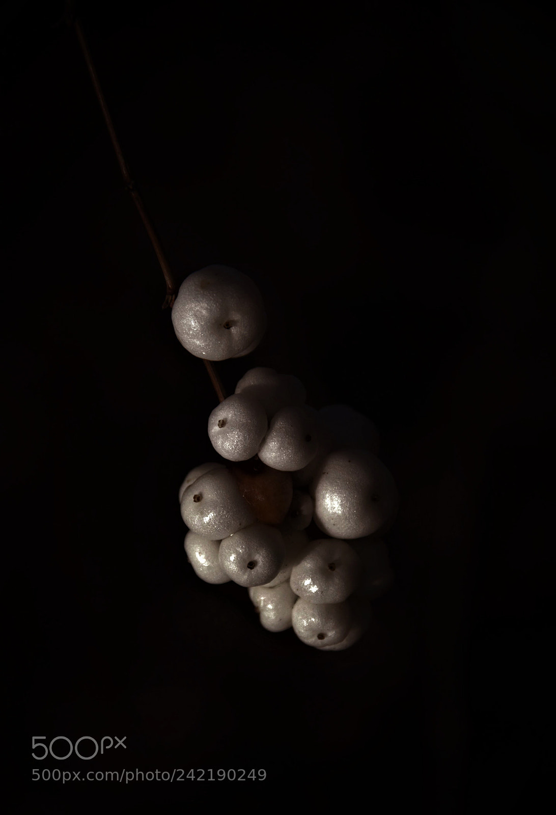 Canon EOS 60D sample photo. Snow berry -- 雪梅 photography