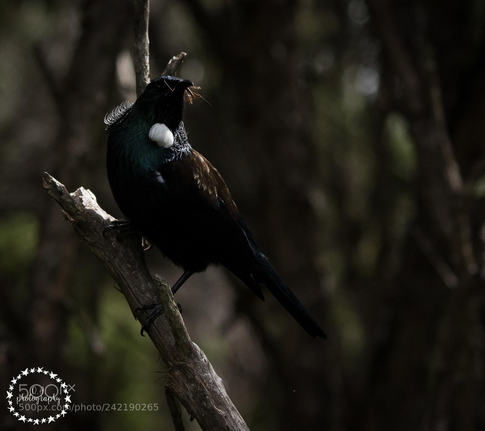 Canon EOS 7D Mark II sample photo. Tui with a insect photography