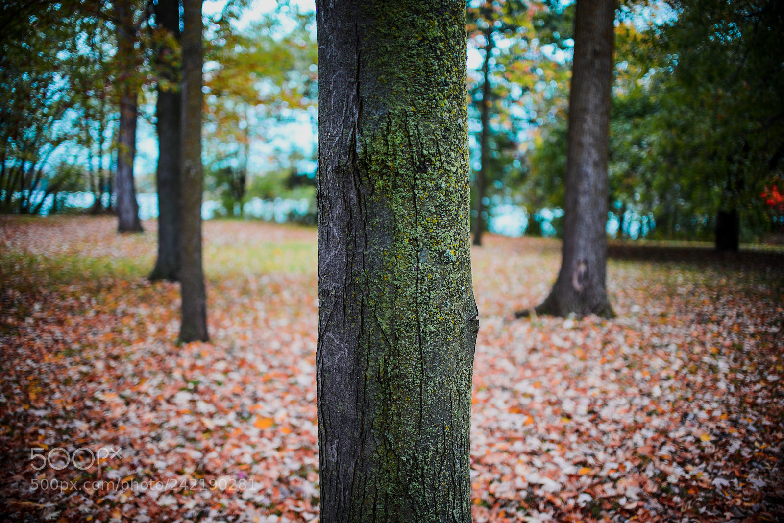 Nikon D600 sample photo. Trees photography