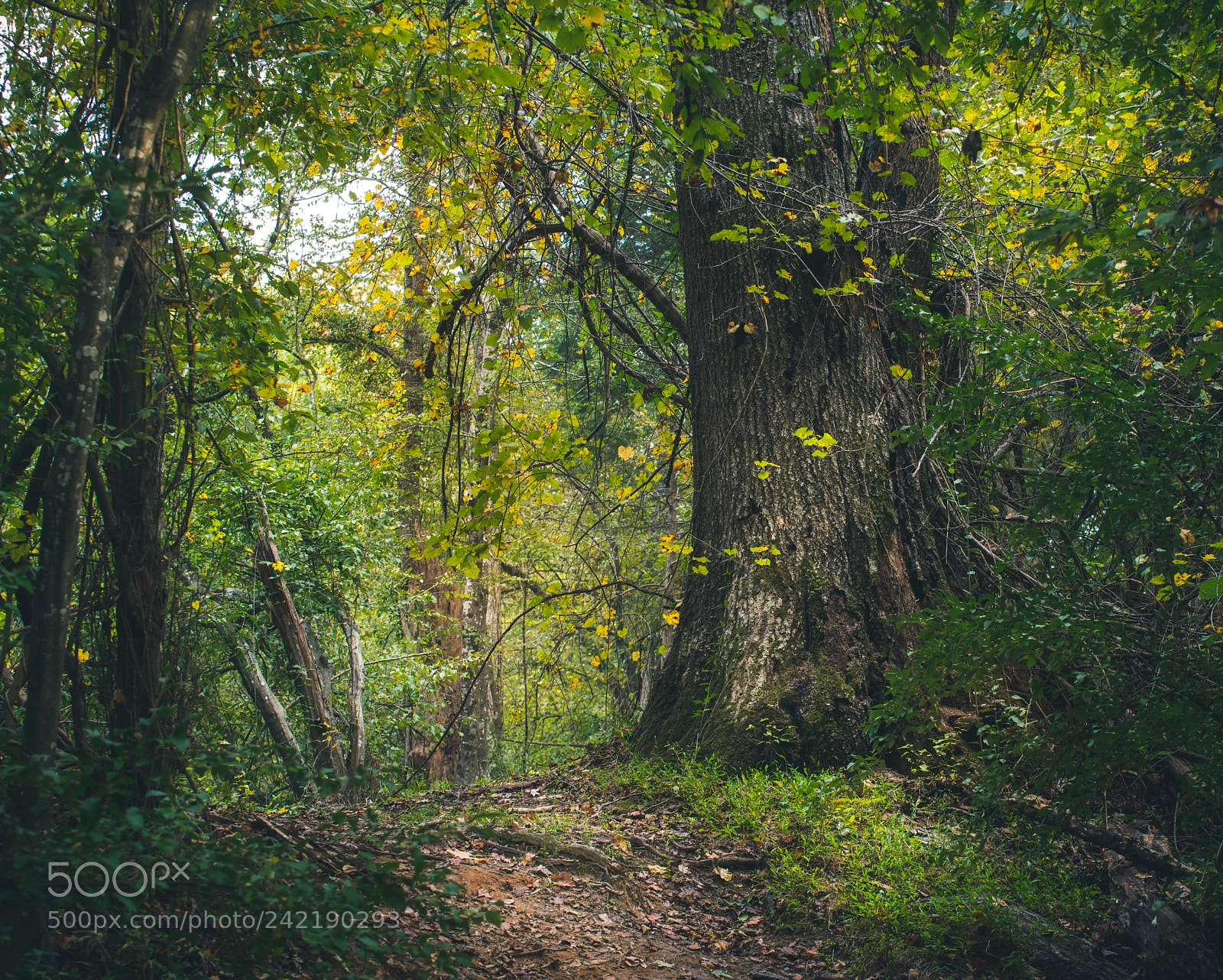 Pentax K-1 sample photo. Westminster trail photography