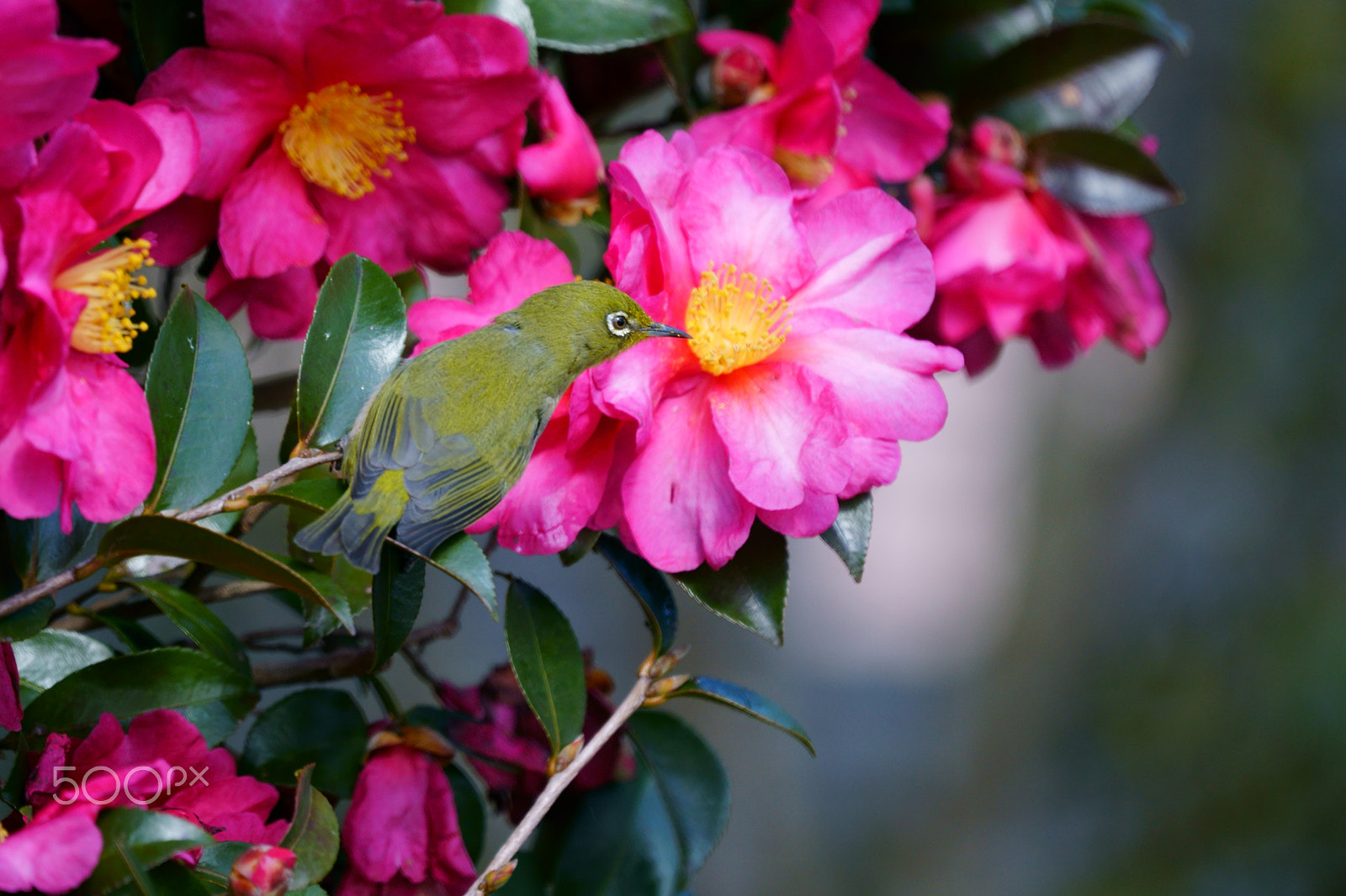 Sony FE 70-300mm F4.5-5.6 G OSS sample photo. Mealtime photography
