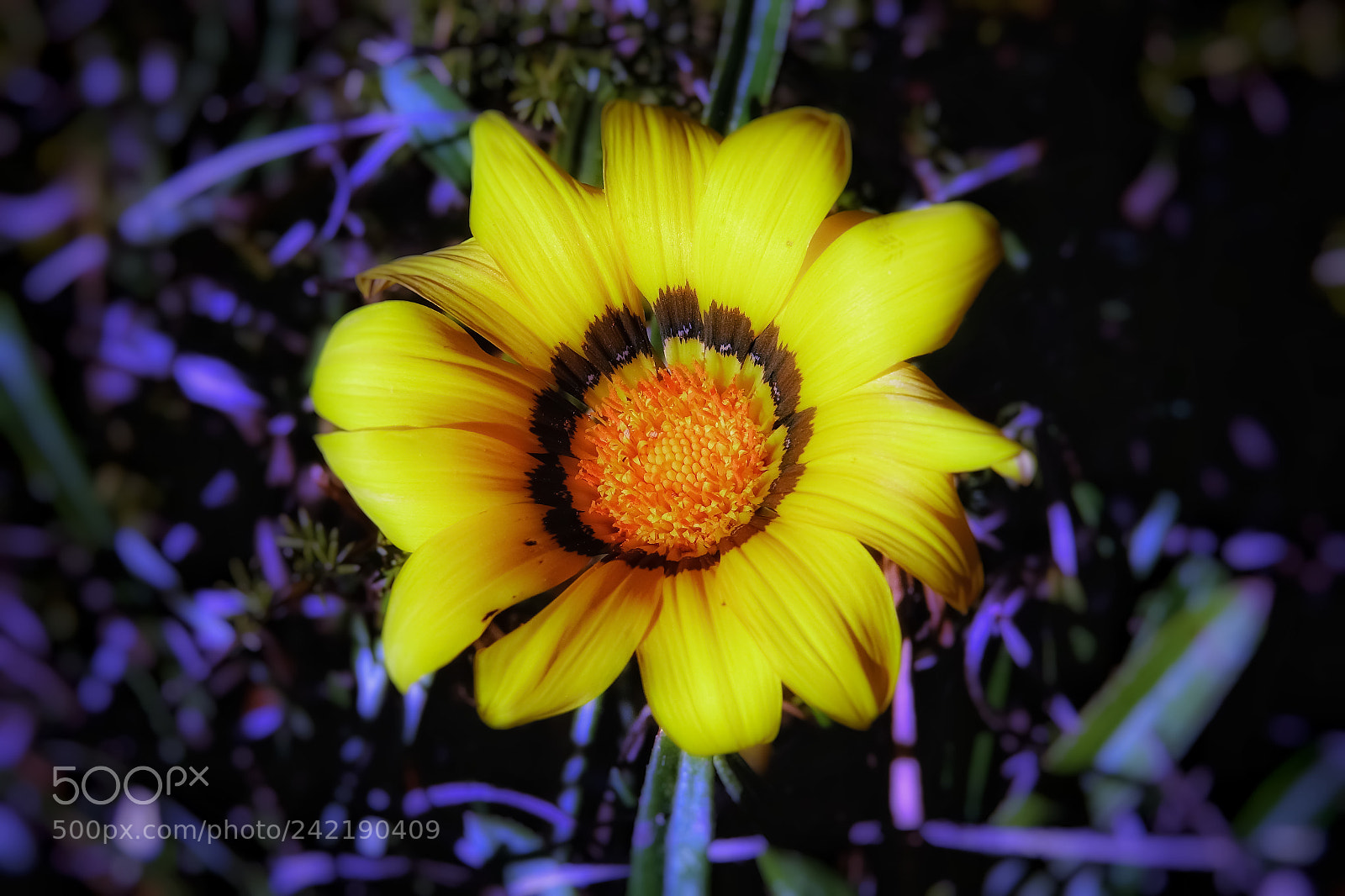 Sony Cyber-shot DSC-RX10 III sample photo. The art of nature photography