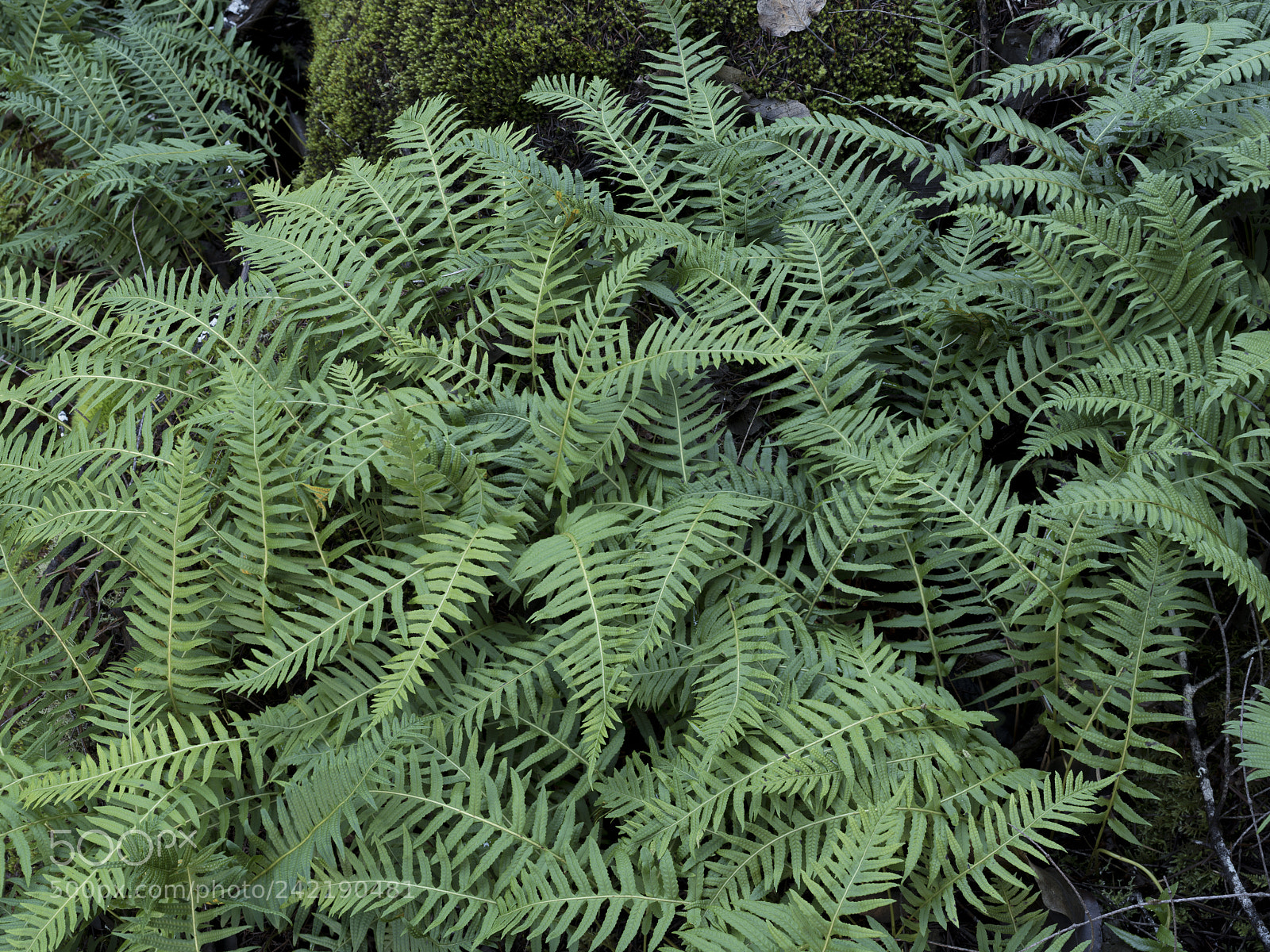 Pentax 645Z sample photo. Licorice ferns photography