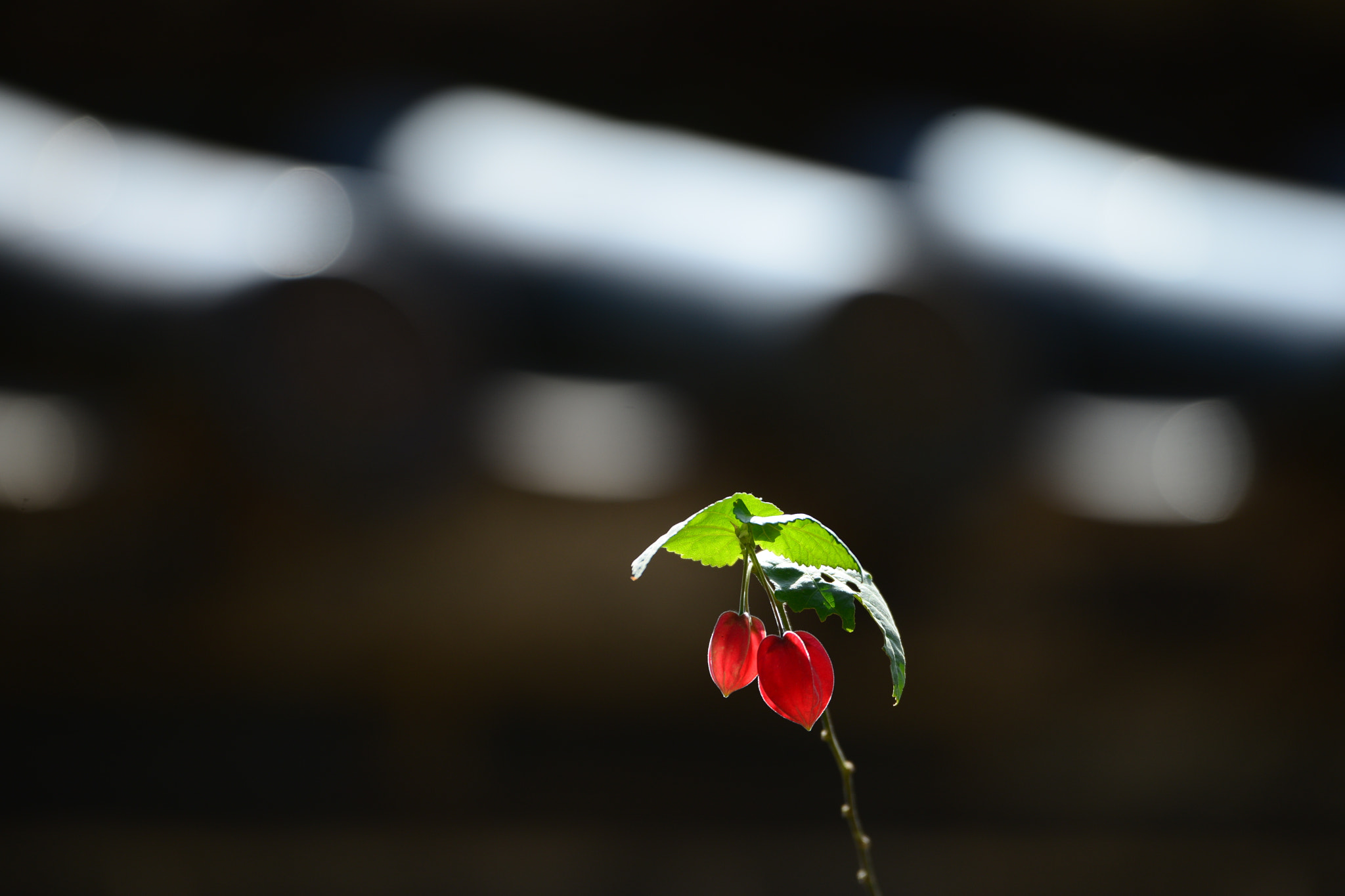 Nikon D800 sample photo