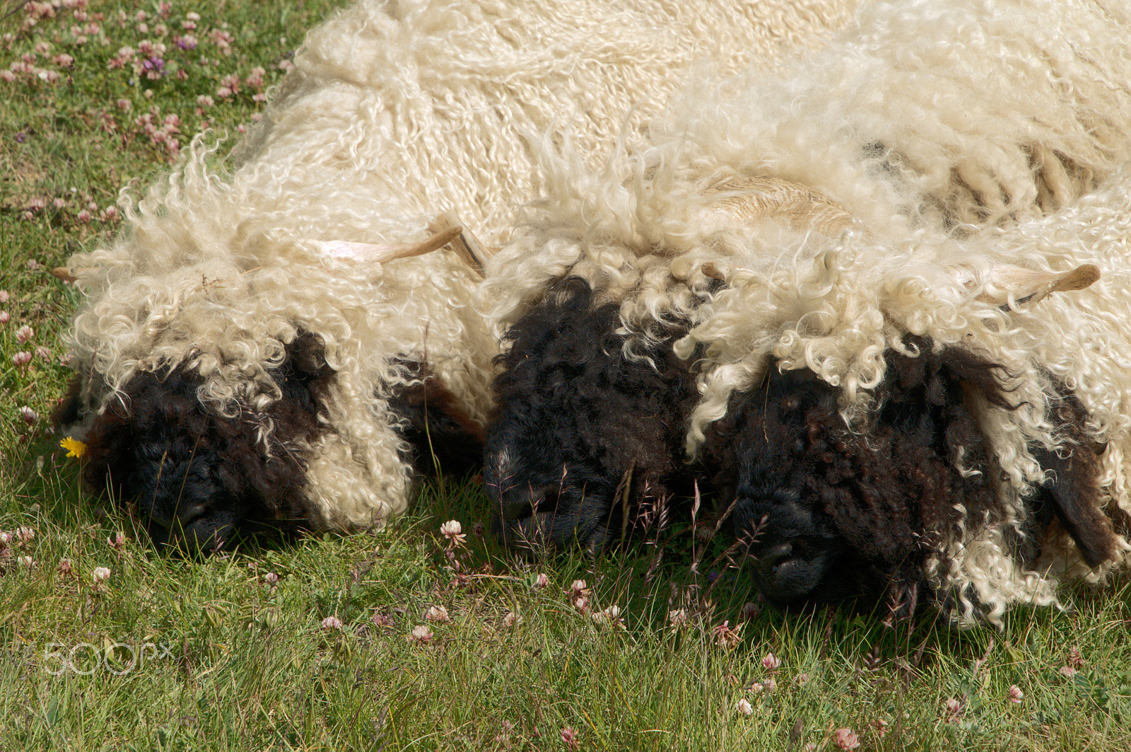 Nikon D300 sample photo. Woolly aggregate photography