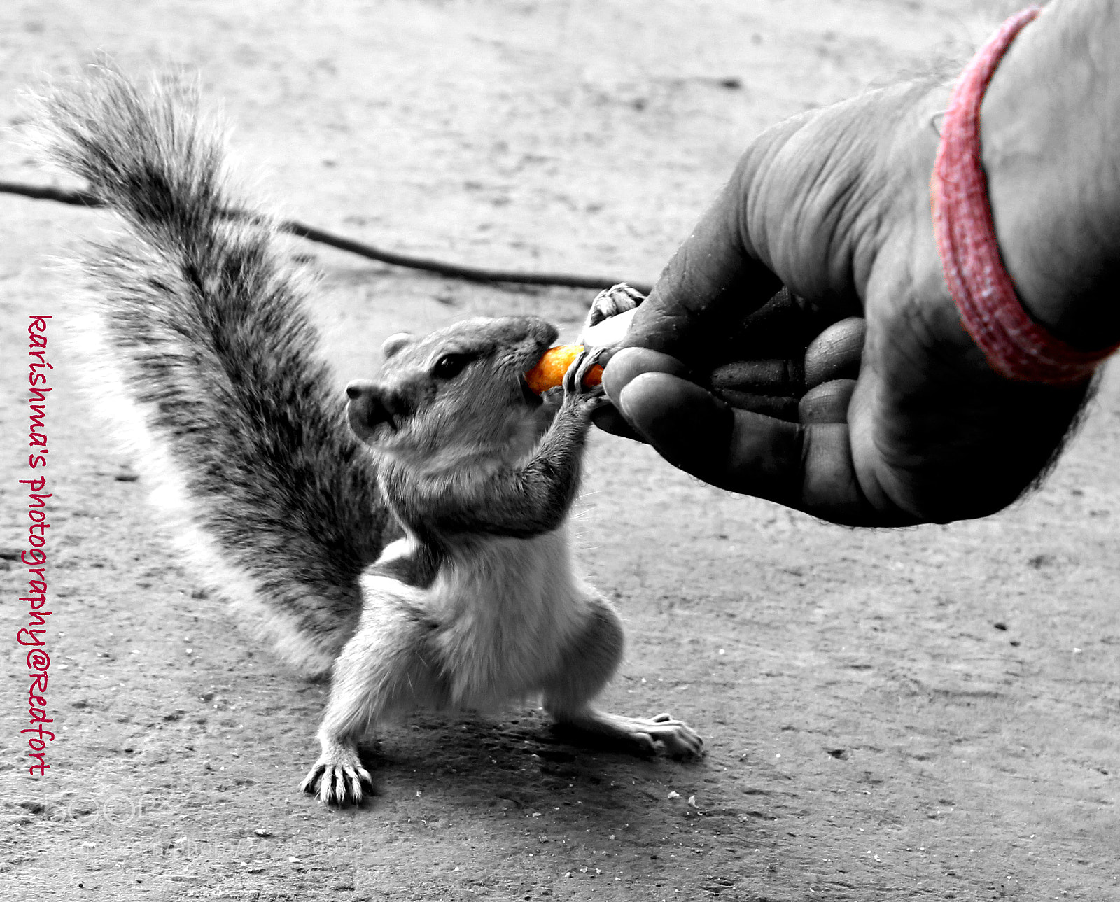 Canon EOS 1100D (EOS Rebel T3 / EOS Kiss X50) sample photo. The hungry one photography