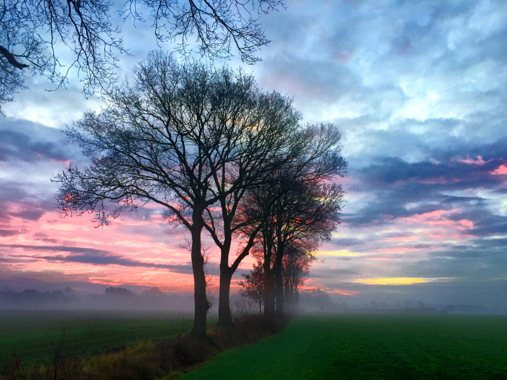 Trees against a painted background by Bjorn Beheydt on 500px.com