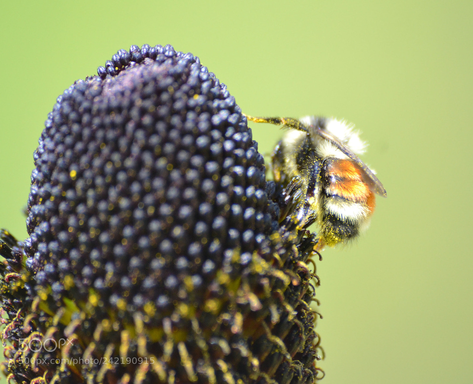 Nikon D3100 sample photo. A pollen blanket photography