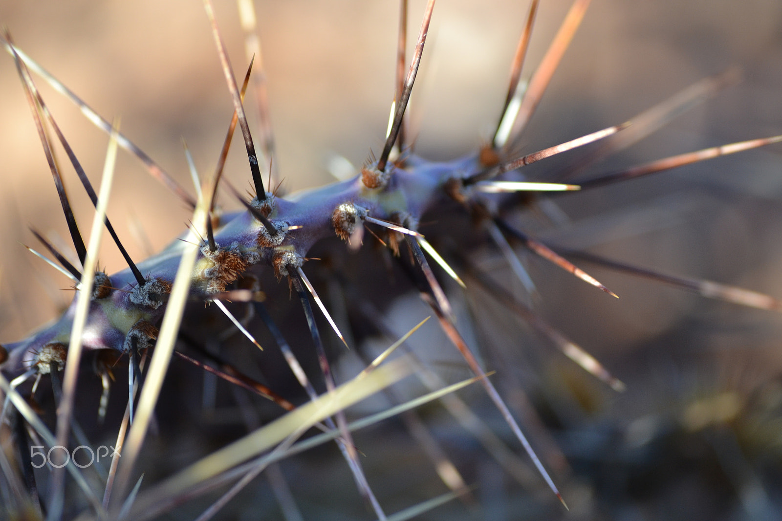 Sigma 70-300mm F4-5.6 APO DG Macro sample photo. Cactus macro photography