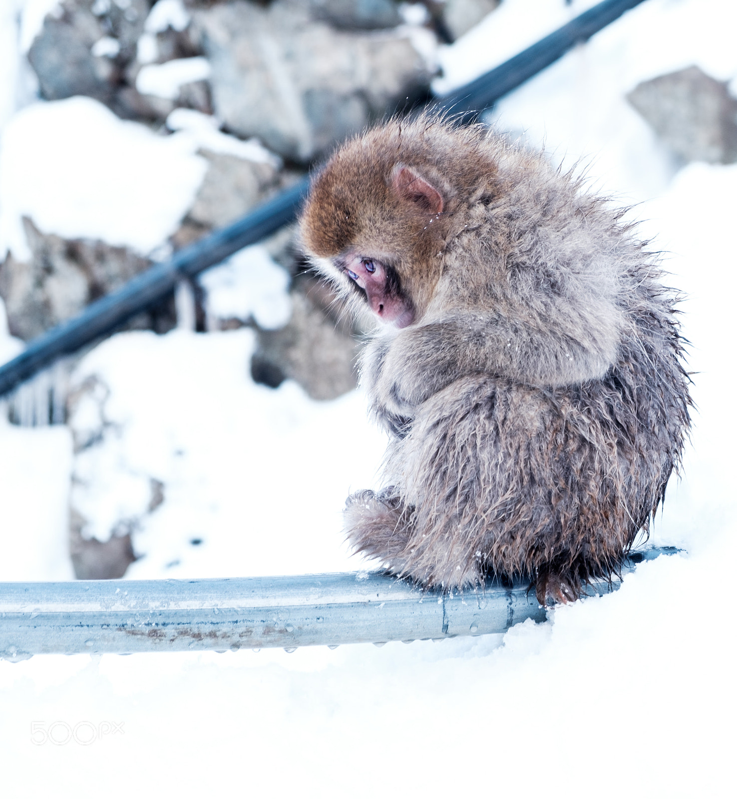 Fujifilm X-T2 sample photo. Snow monkey hakuba photography