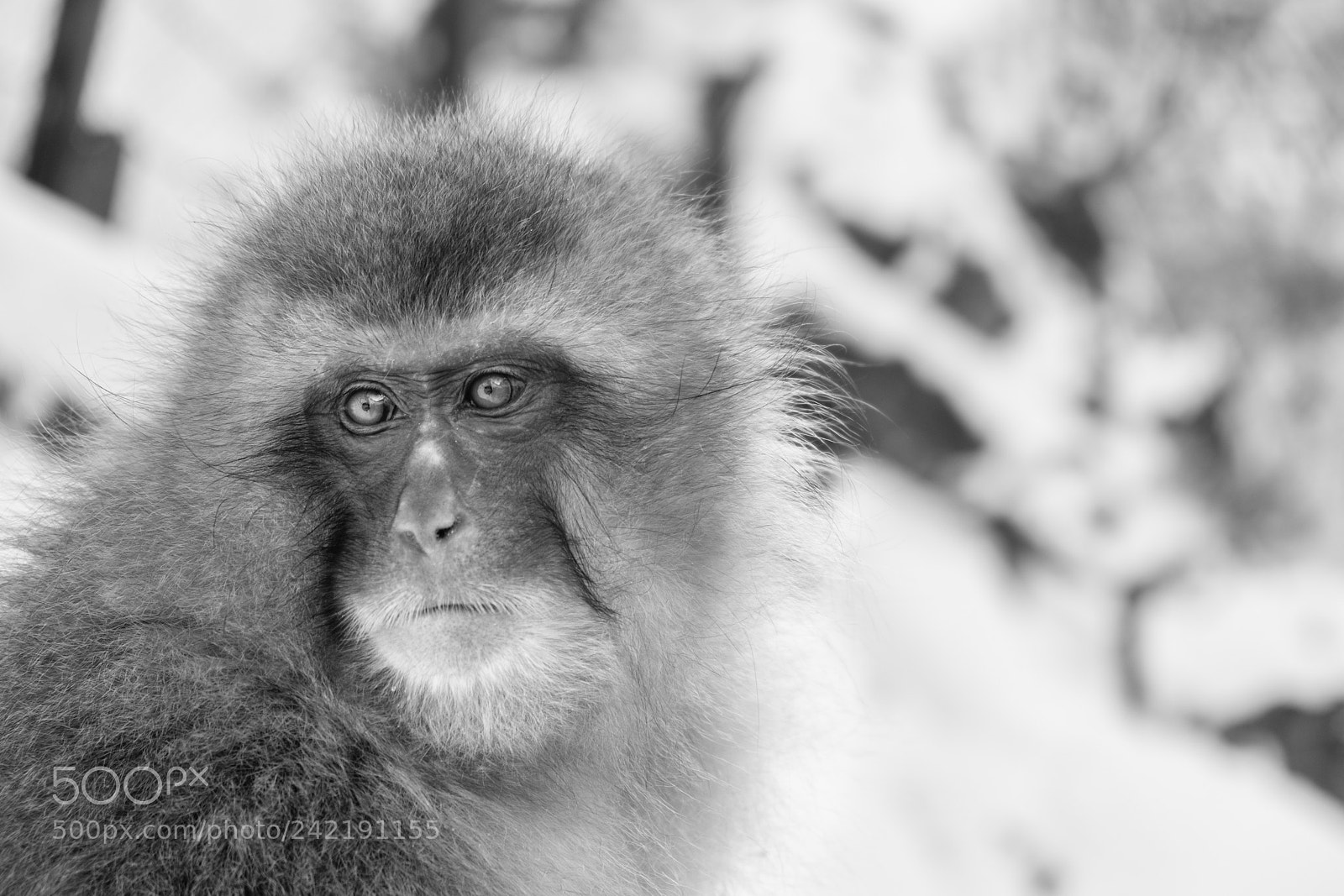 Fujifilm X-T2 sample photo. Snow monkey hakuba photography