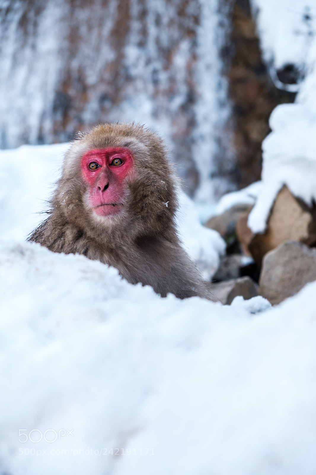 Fujifilm X-T2 sample photo. Snow monkey hakuba photography