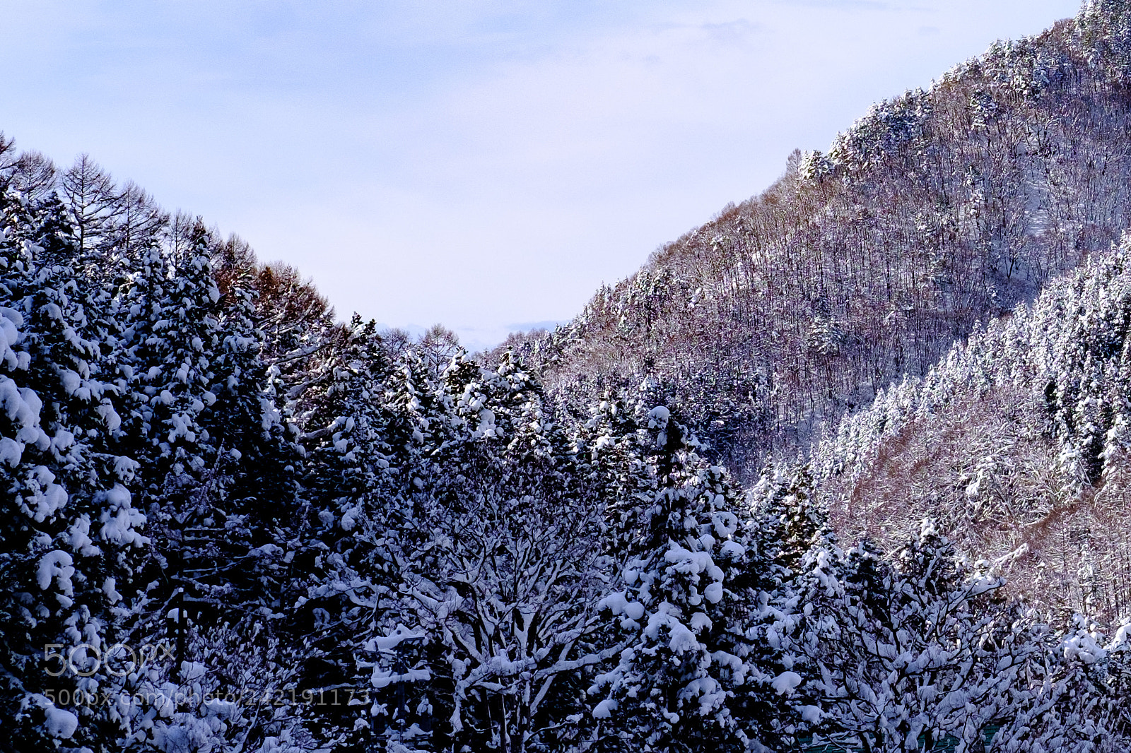 Fujifilm X-T2 sample photo. Snow monkey hakuba photography