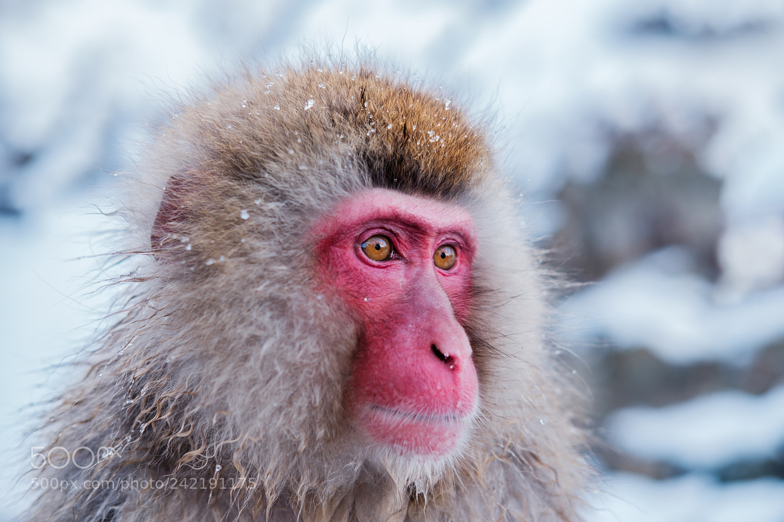 Fujifilm X-T2 sample photo. Snow monkey hakuba photography
