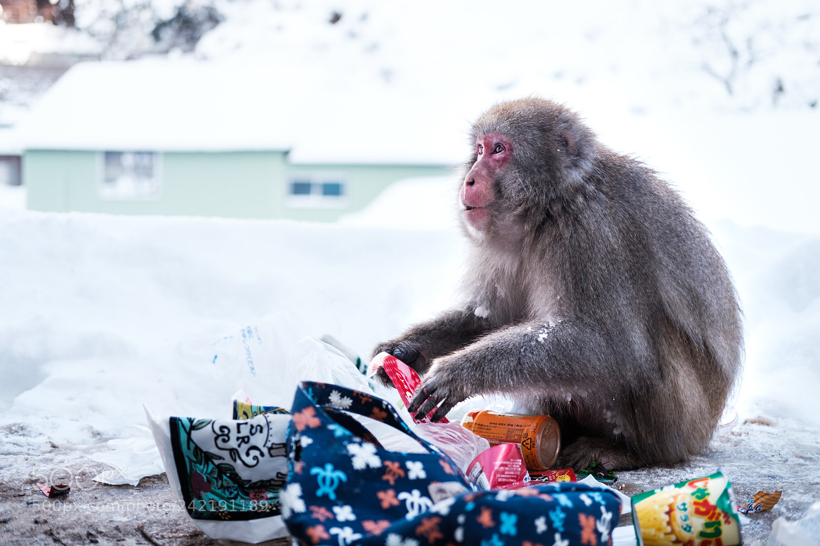 Fujifilm X-T2 sample photo. Snow monkey hakuba photography
