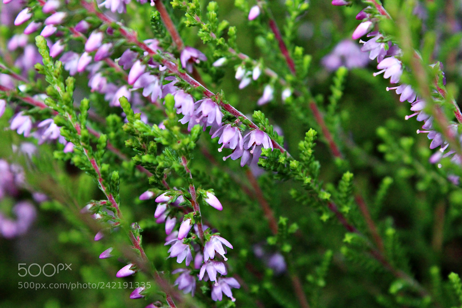 Canon EF-S 18-55mm F3.5-5.6 III sample photo. Img_0788 photography