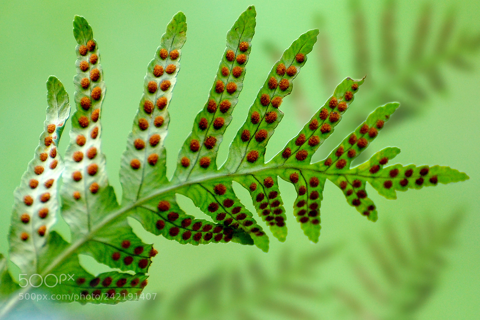 Nikon D40 sample photo. Esporas photography