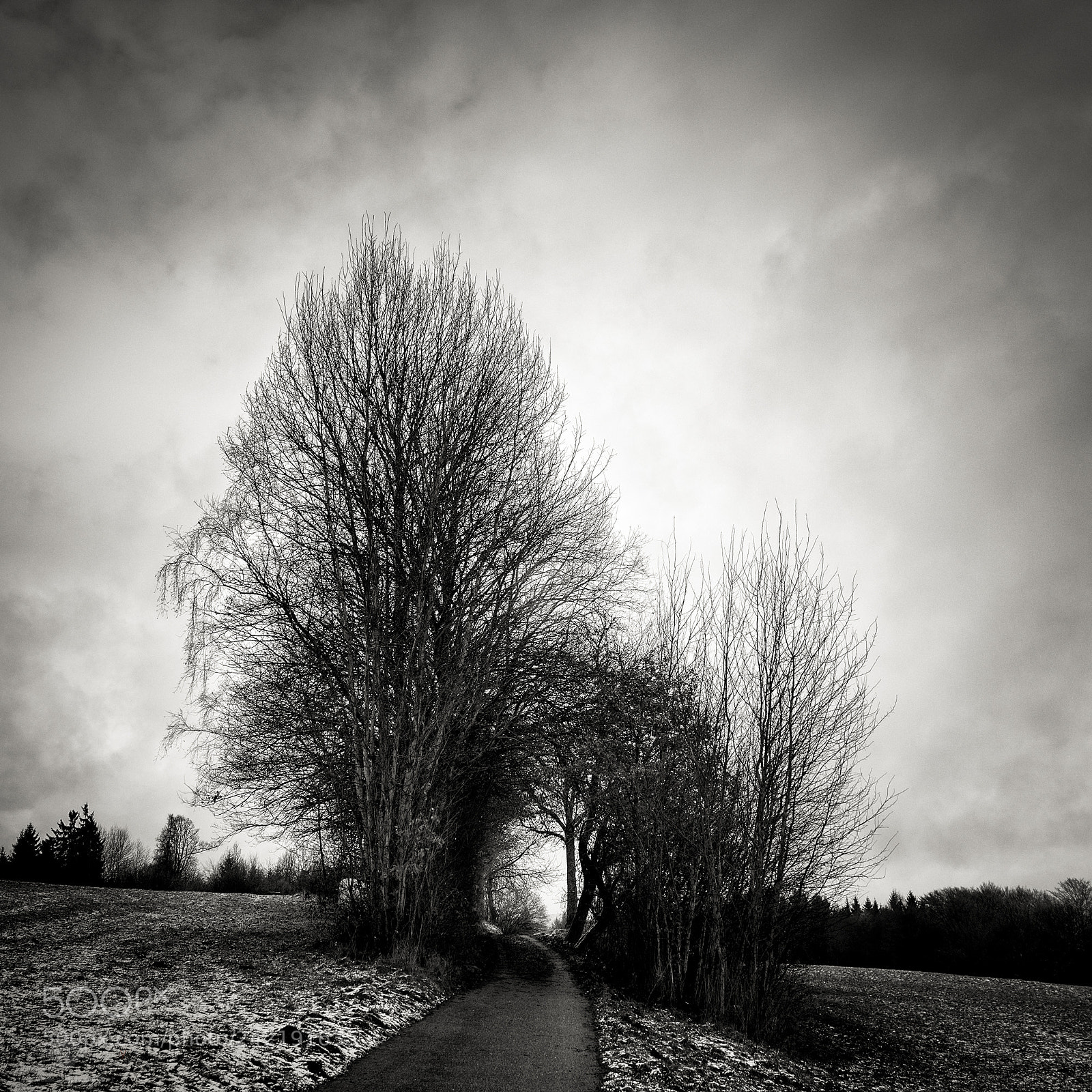 Nikon D7100 sample photo. Bare trees photography
