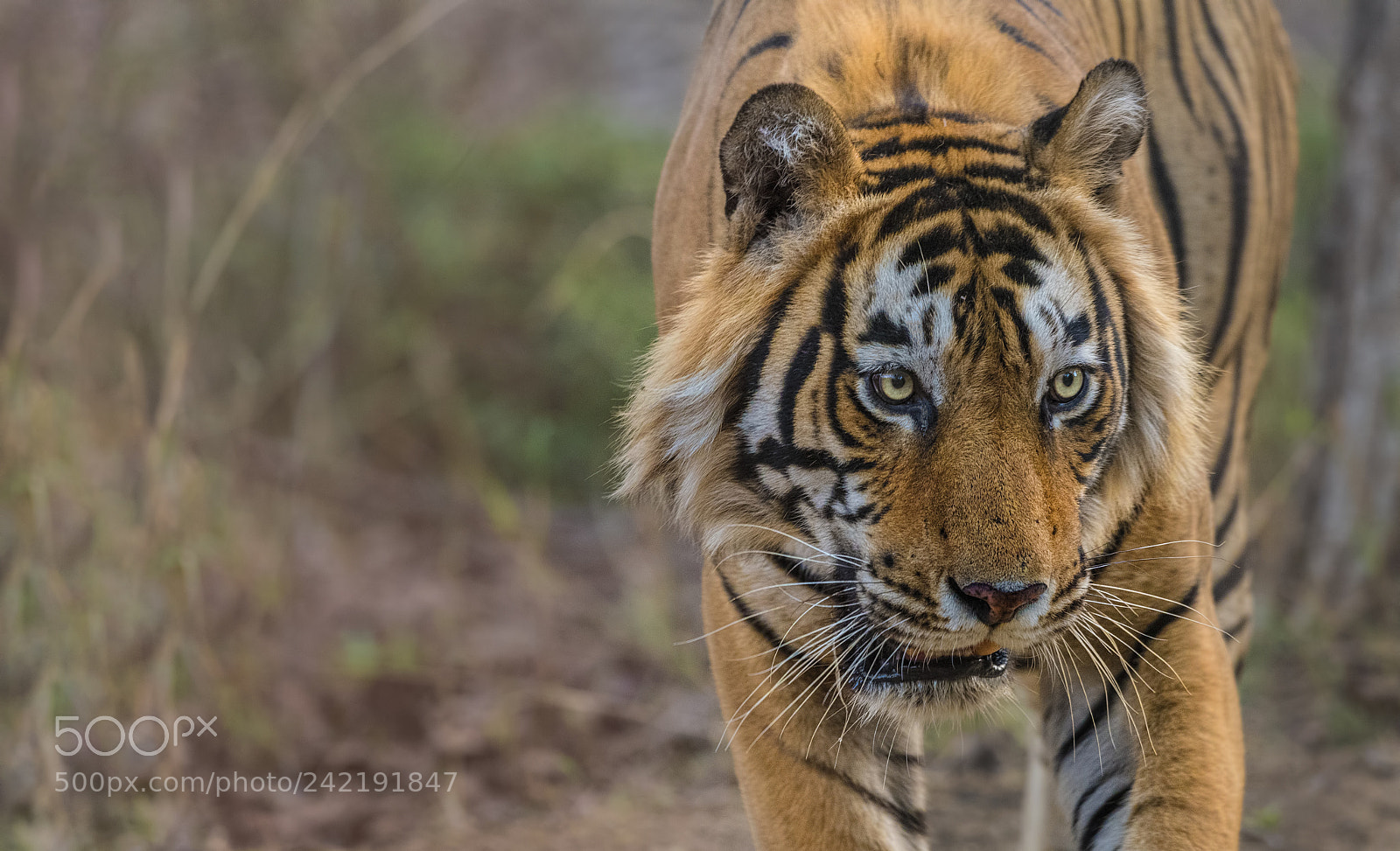 Nikon D500 sample photo. T-57-singhsth photography