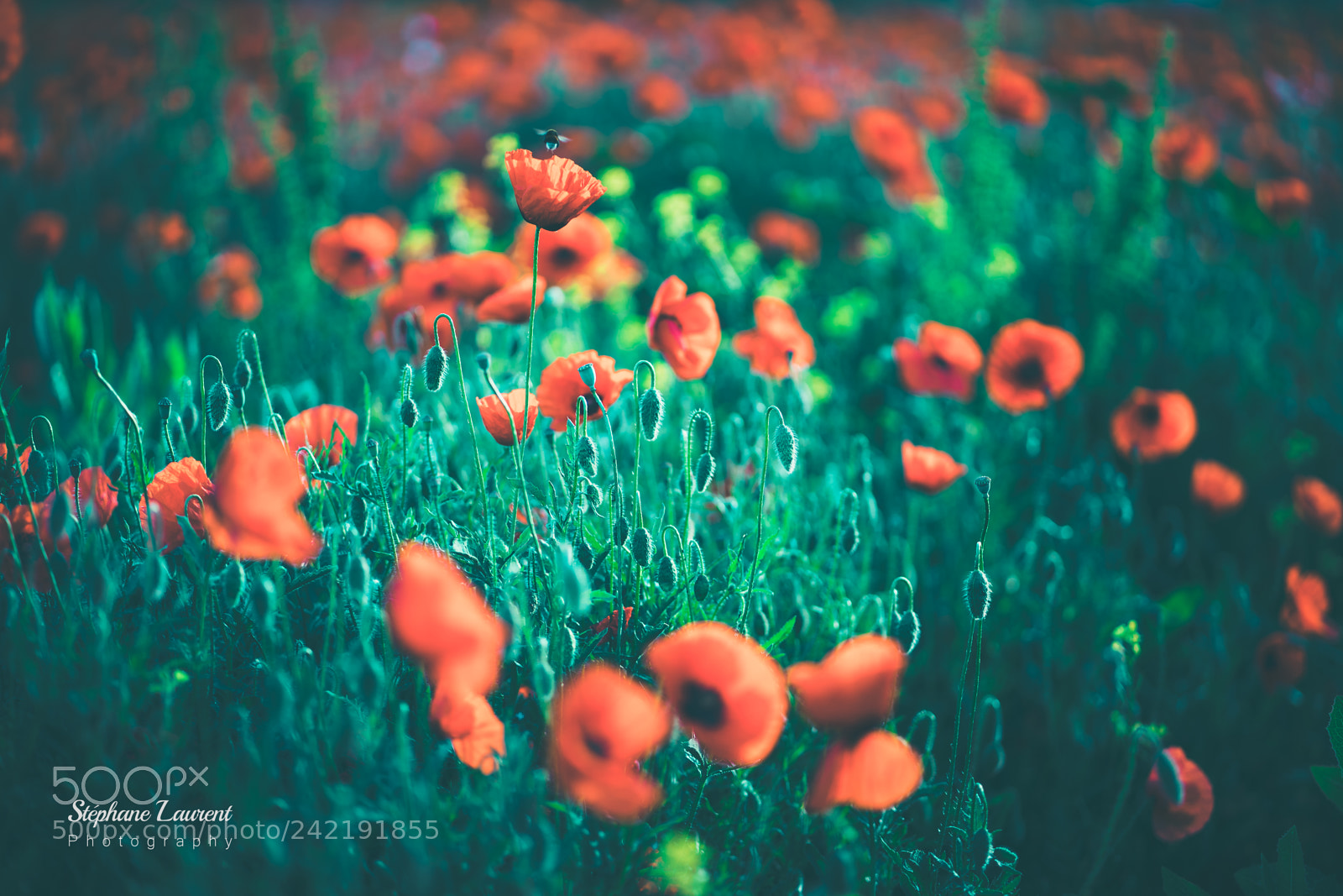 Sony a7 sample photo. Oh no poppies again photography