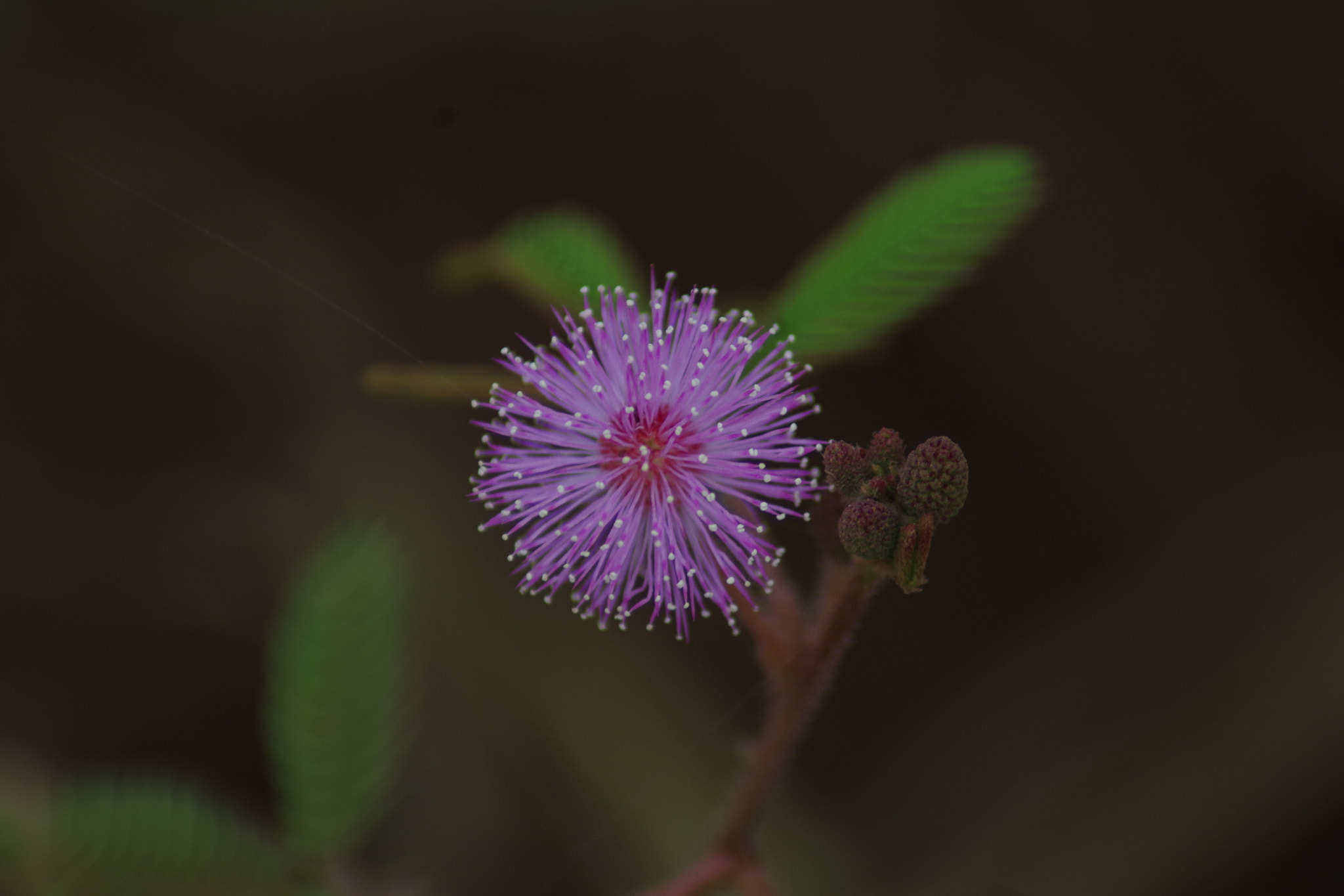 Pentax K-S2 sample photo. Wildflower photography
