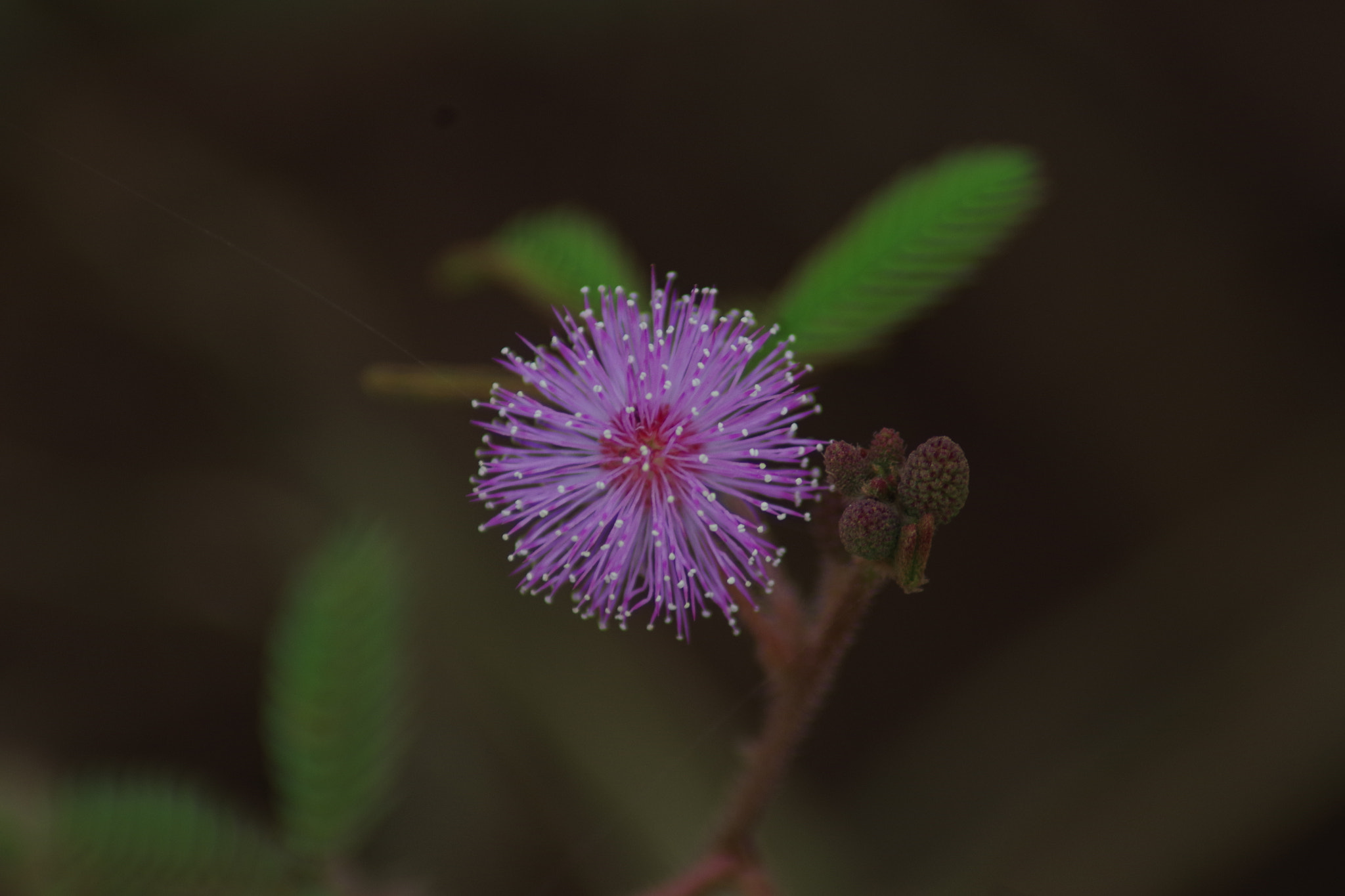 Tamron AF 70-300mm F4-5.6 LD Macro 1:2 sample photo. Wildflower photography
