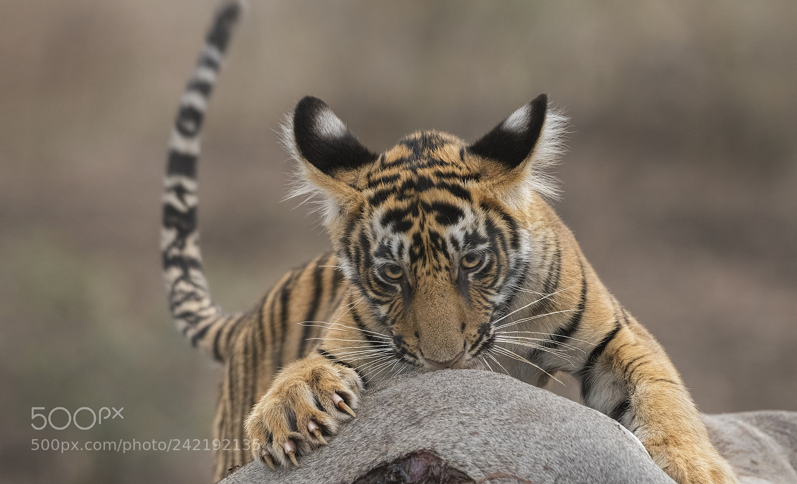 Nikon D500 sample photo. T-8-cubs photography