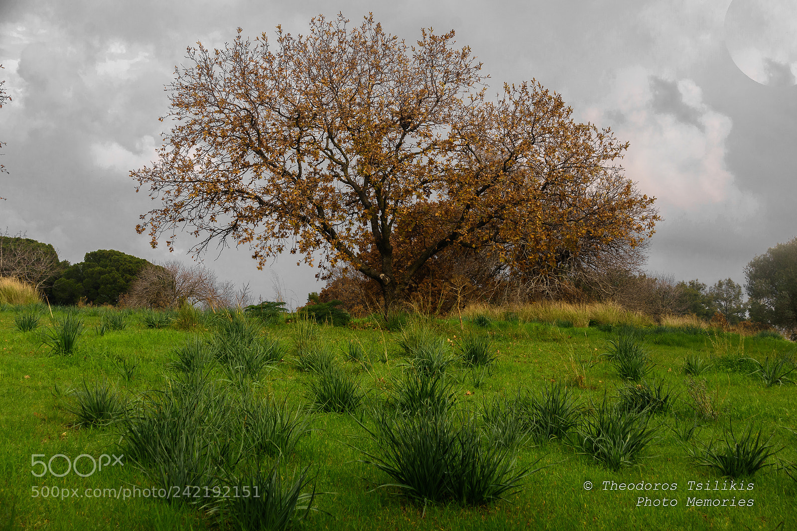 Nikon D7200 sample photo. Mother nature wakes up photography
