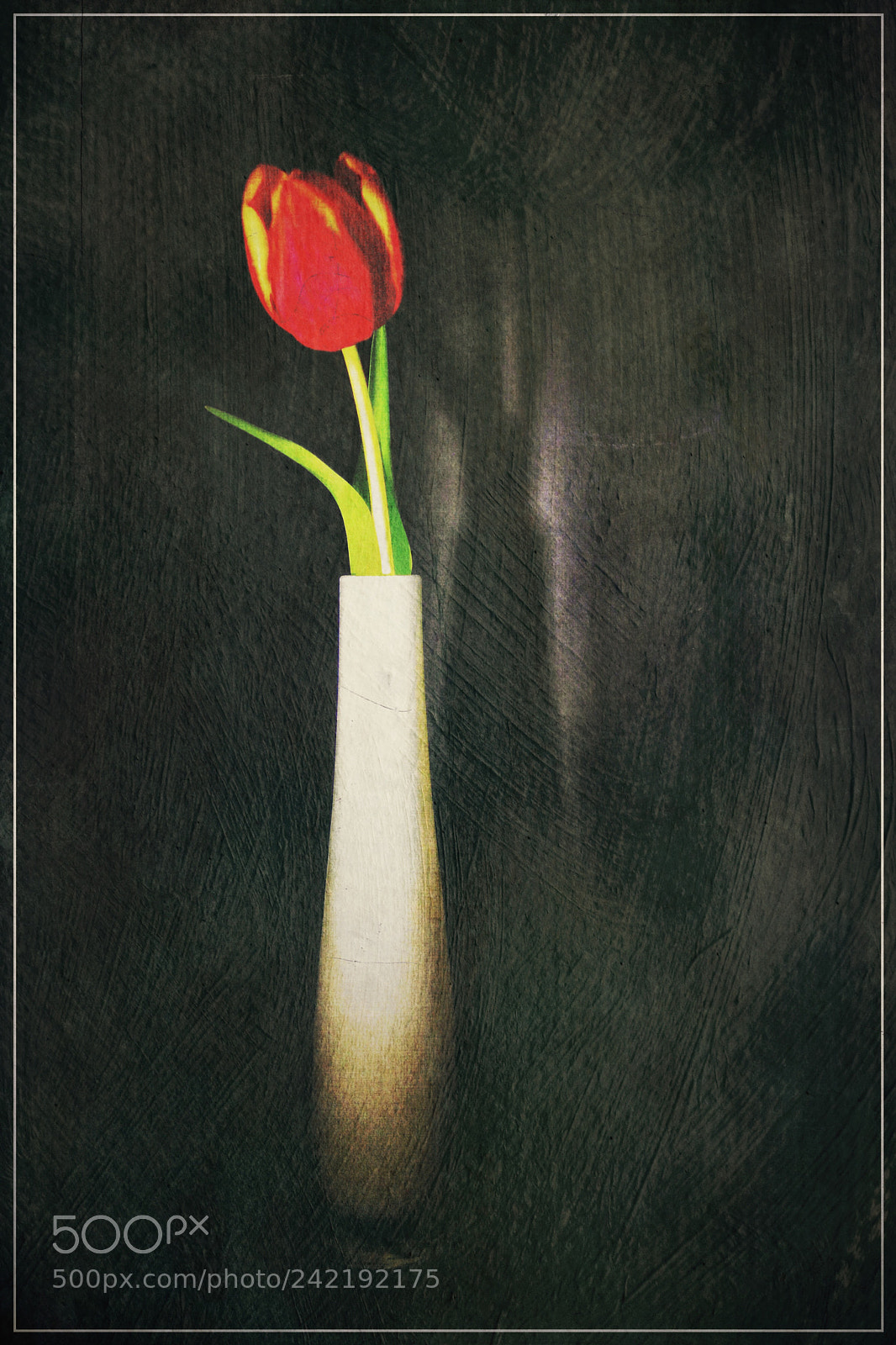Panasonic Lumix DMC-FZ1000 sample photo. Red tulip in white photography
