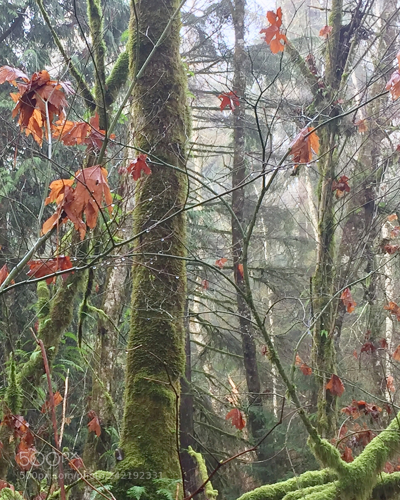 Apple iPhone 6 sample photo. Winter forest 2 photography