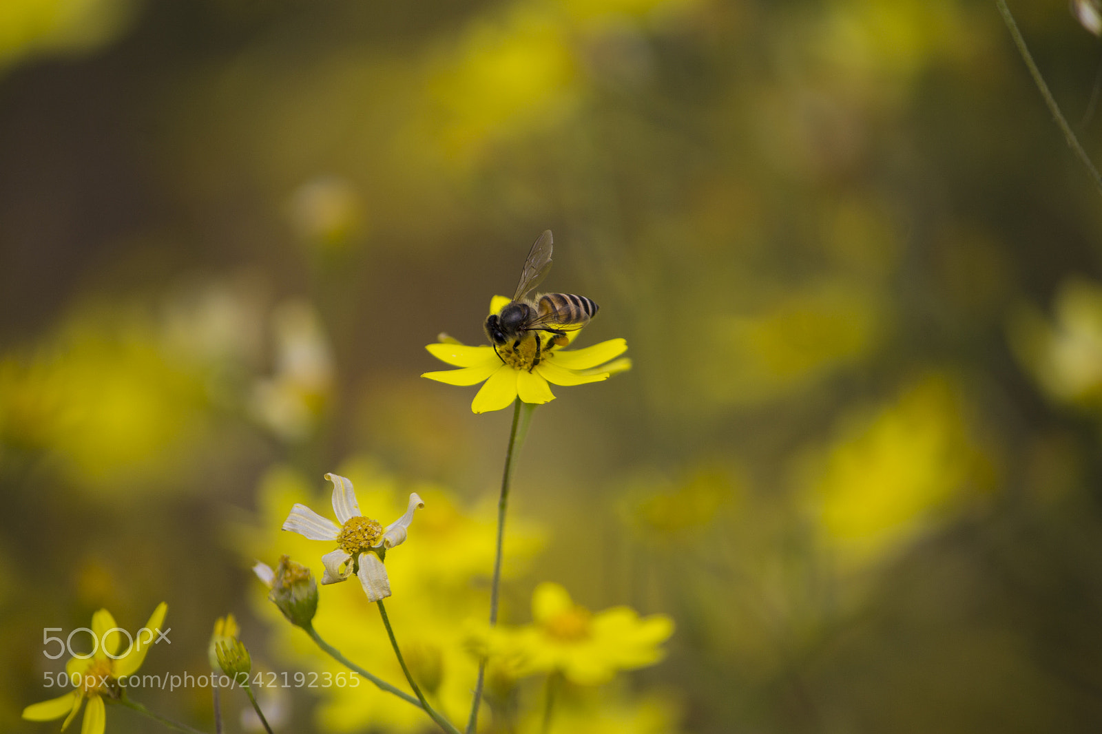 Canon EOS 1100D (EOS Rebel T3 / EOS Kiss X50) sample photo. A busy bee photography
