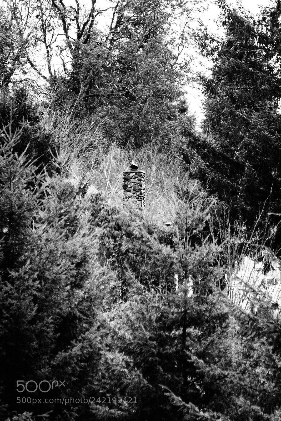 Nikon D800 sample photo. Home in the woods photography