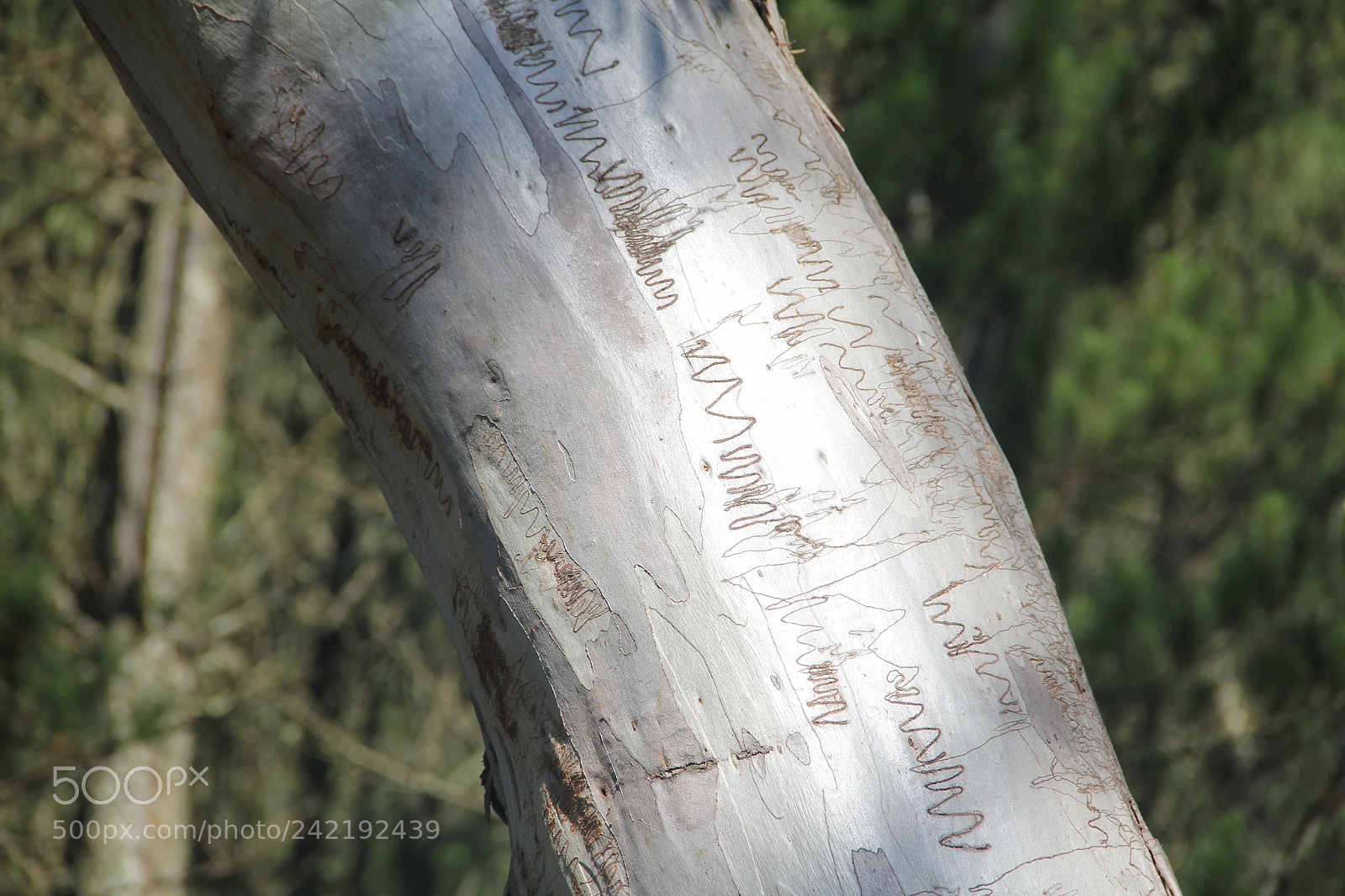 Canon EF-S 18-135mm F3.5-5.6 IS sample photo. Scribbly gum photography