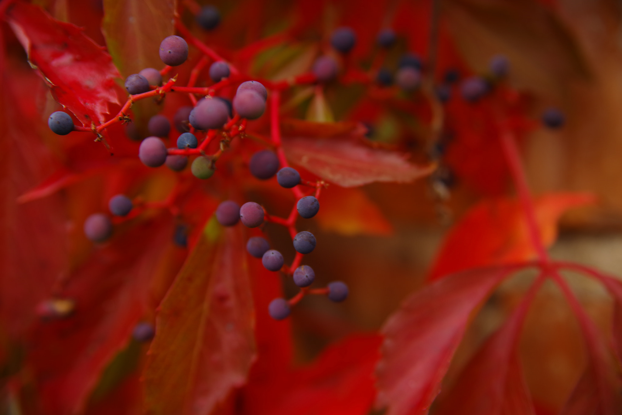 Pentax K-1 sample photo. Parthenocissus quinquefolia photography