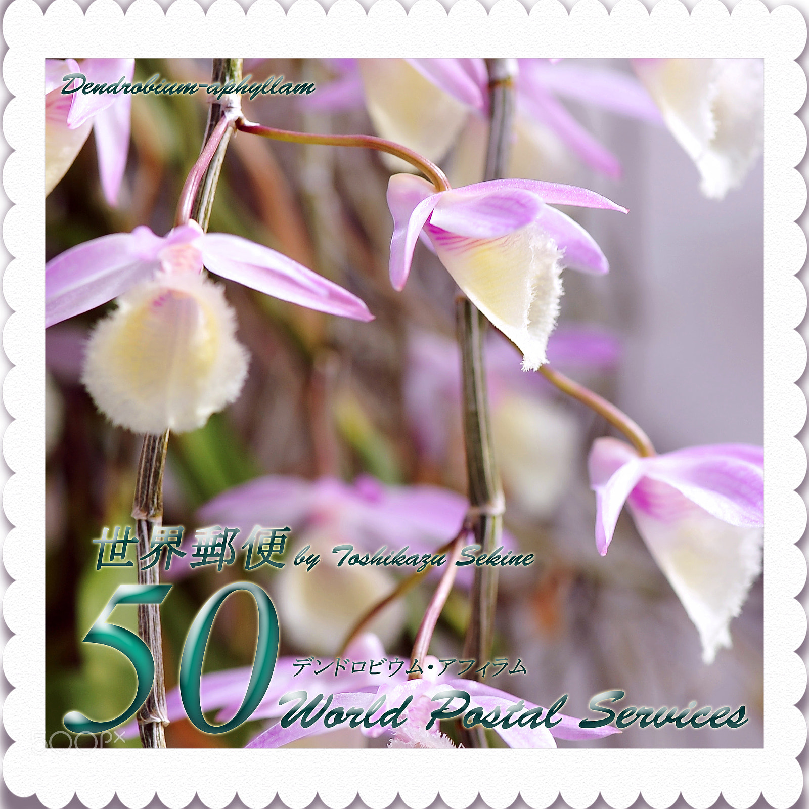 Nikon D700 sample photo. Dendrobium aphyllam photography