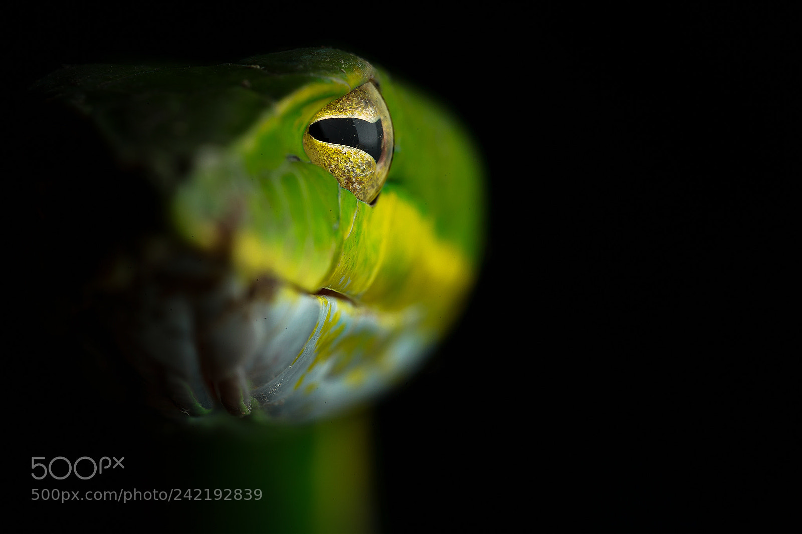 Canon EOS-1D X sample photo. Green vine eyes photography