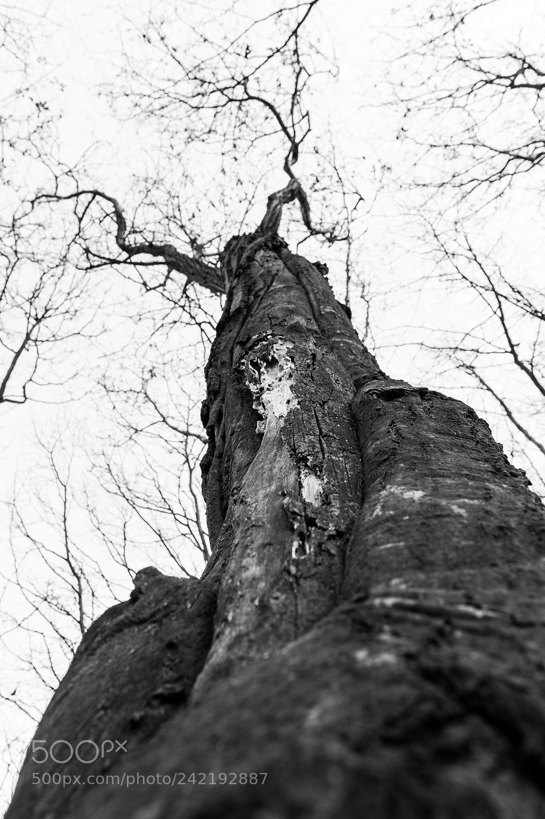Pentax K-3 sample photo. Coexistence photography