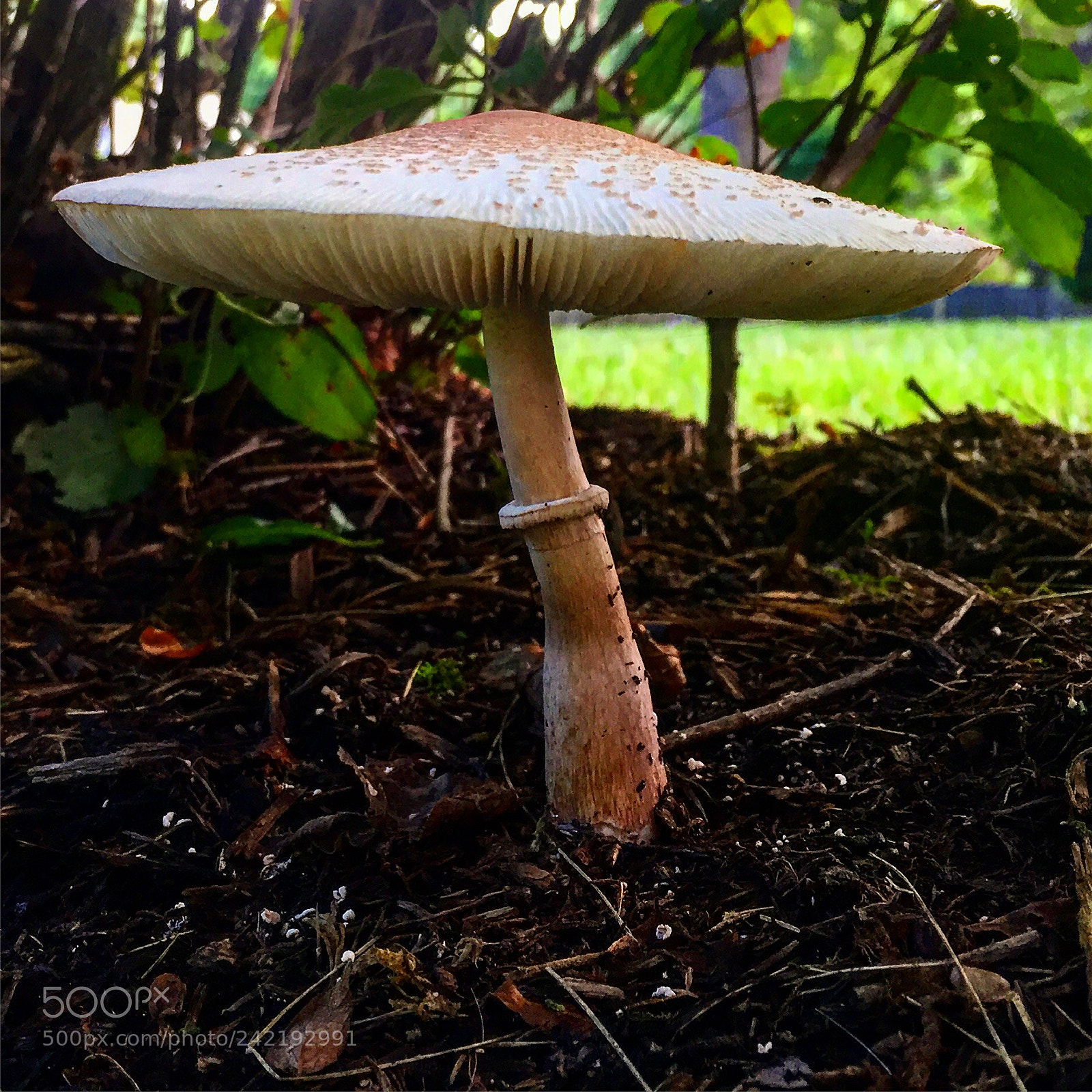 Apple iPhone 6 sample photo. Shroom photography