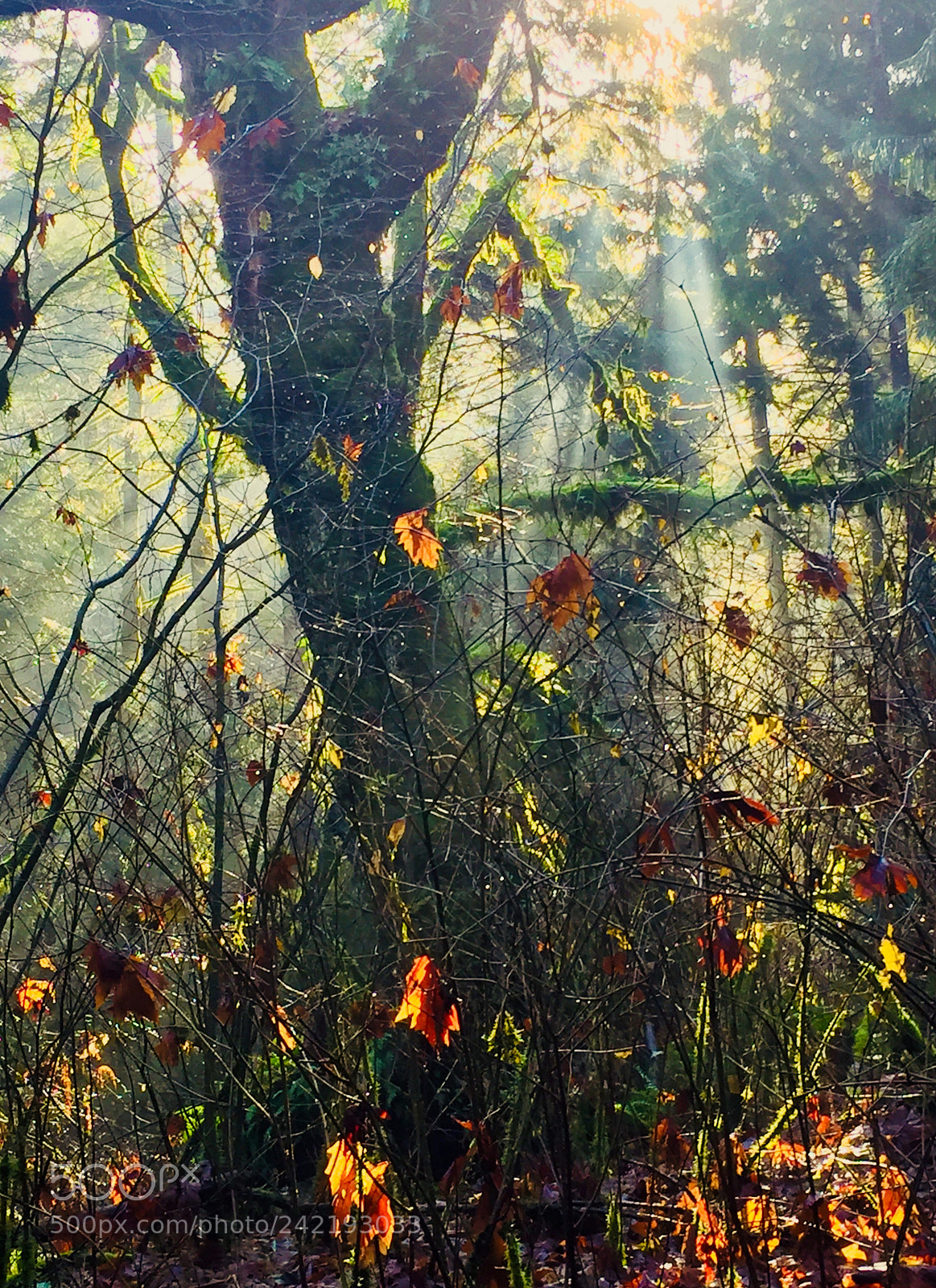 Apple iPhone 6 sample photo. Hope photography