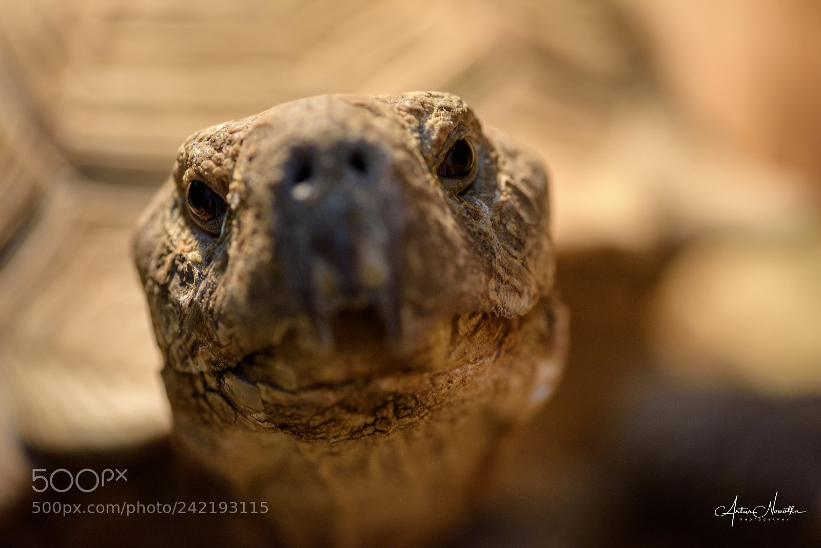 Nikon D810 sample photo. Mr turtle photography