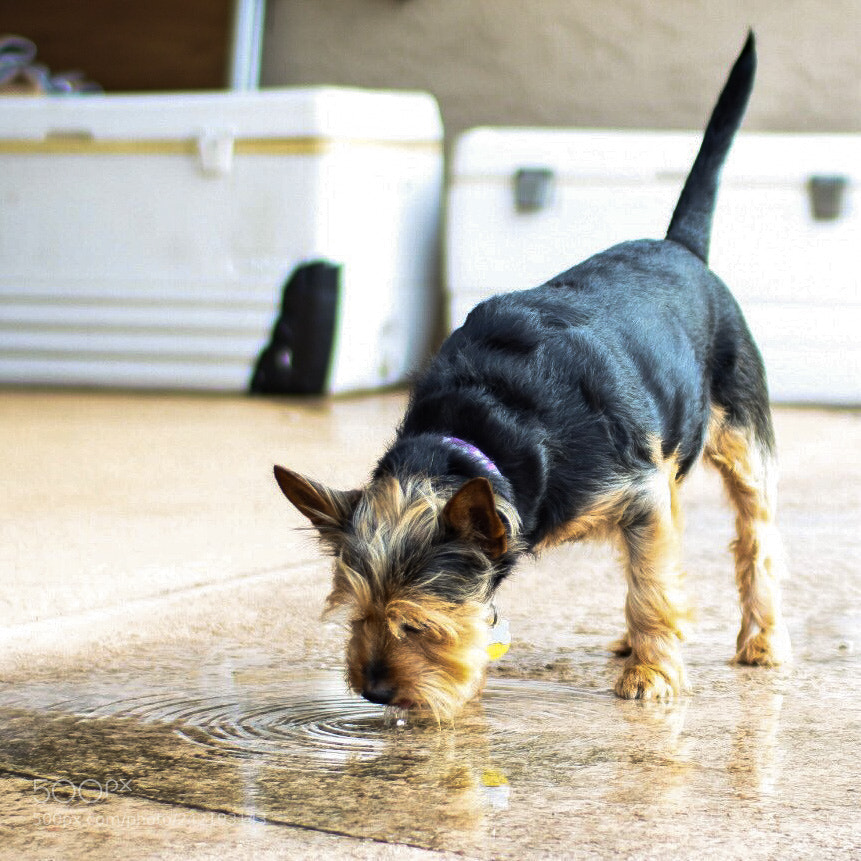 Nikon 1 J5 sample photo. Just a little thirsty photography
