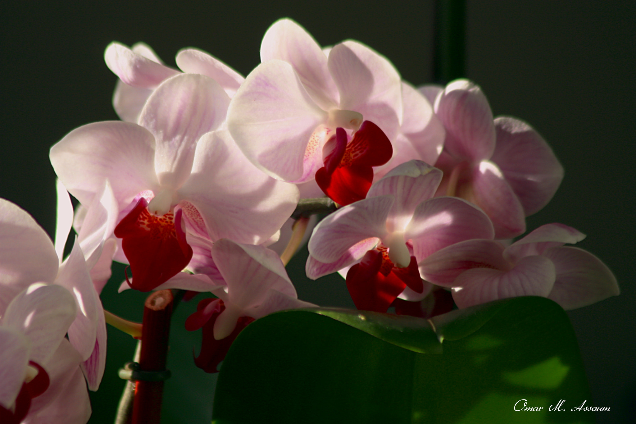 Canon EOS 450D (EOS Rebel XSi / EOS Kiss X2) + Canon EF 75-300mm F4.0-5.6 IS USM sample photo. Phalaenopsis true pink photography