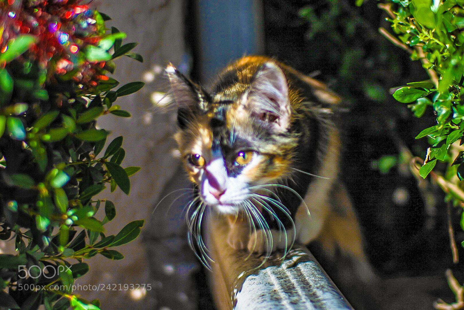 Nikon 1 J5 sample photo. Looking for that lizard photography