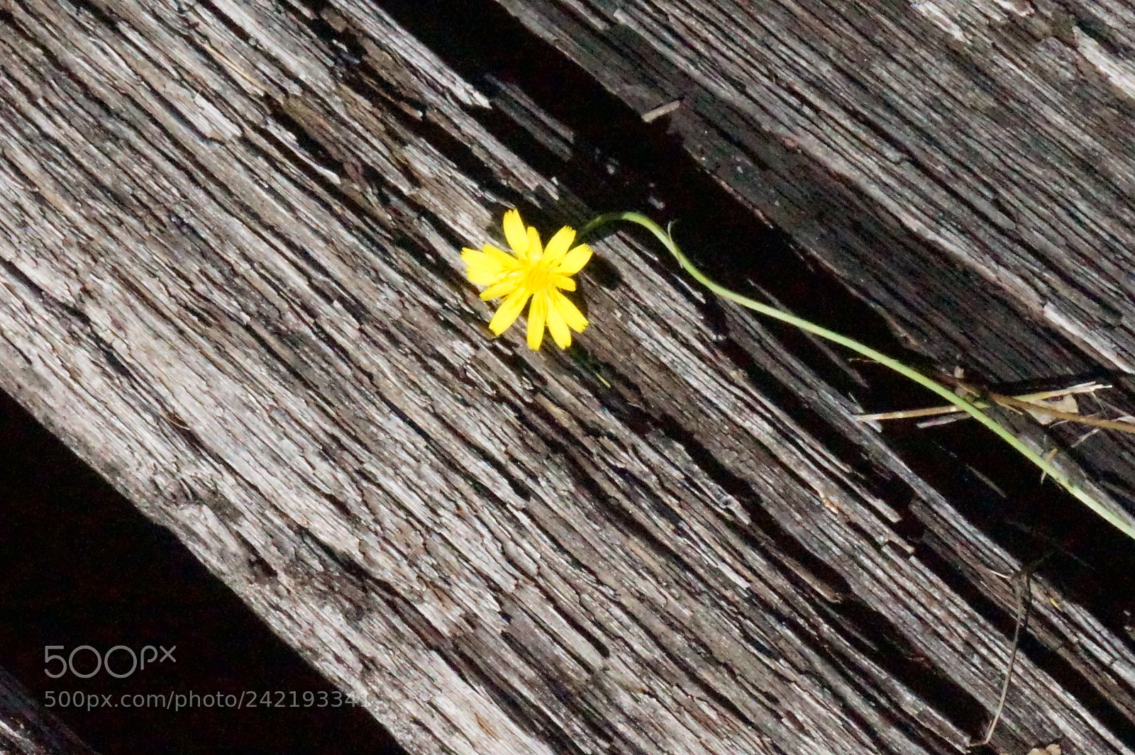 Sony Alpha a5000 (ILCE 5000) sample photo. Dsc photography