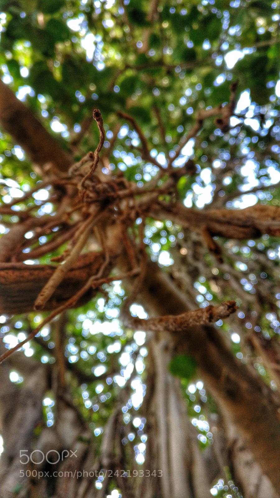 OnePlus A3003 sample photo. Tree bokeh photography